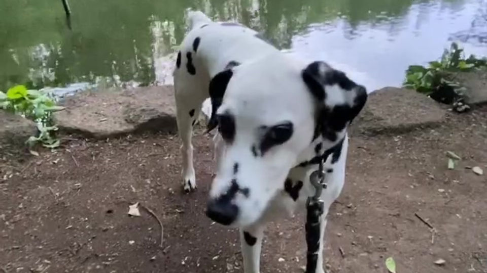 夕暮、池に灯がともり始める